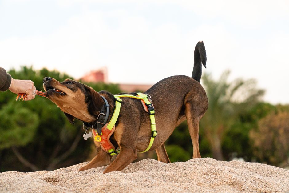 Pet-Play Break after a busy meeting after a busy meeting — wellness · Feel-Good Activities