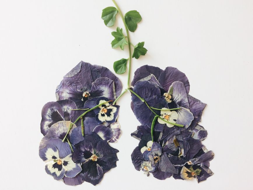 Pressed-Flower Frame using leftover materials — diy-creativity · Crafts