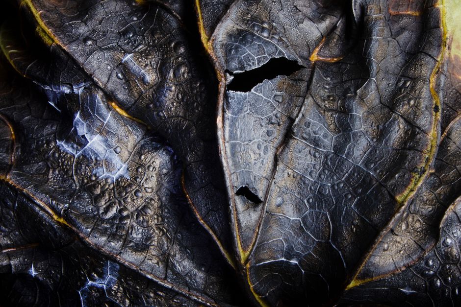 24 Texture Close-Up ideas