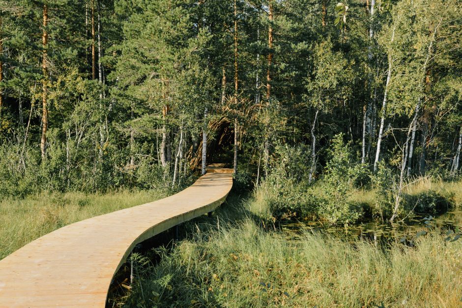 Forest Boardwalk for a weekend without rushing — travel · Weekend Getaways