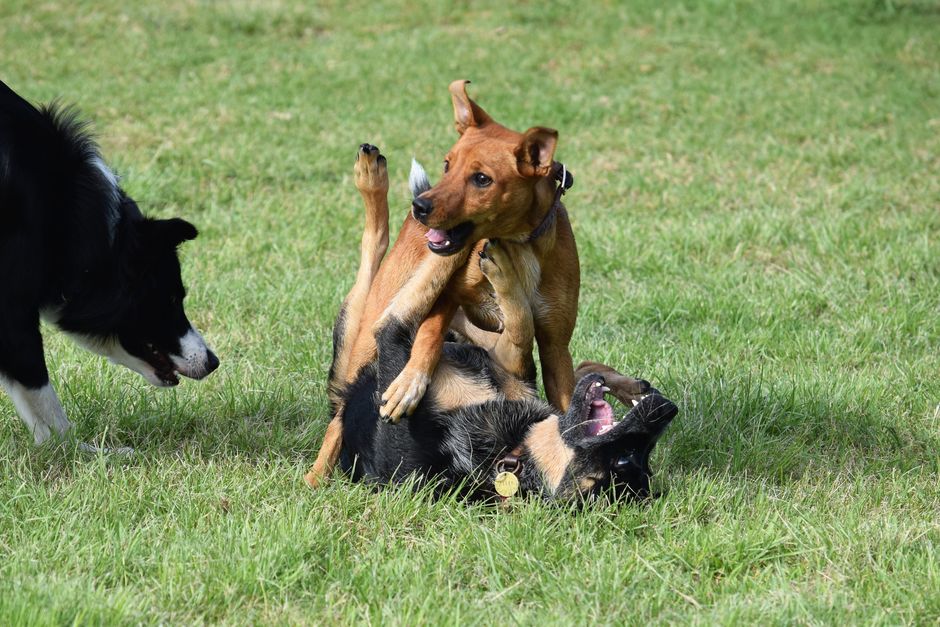 Pet-Play Break for a restorative Sunday — wellness · Feel-Good Activities