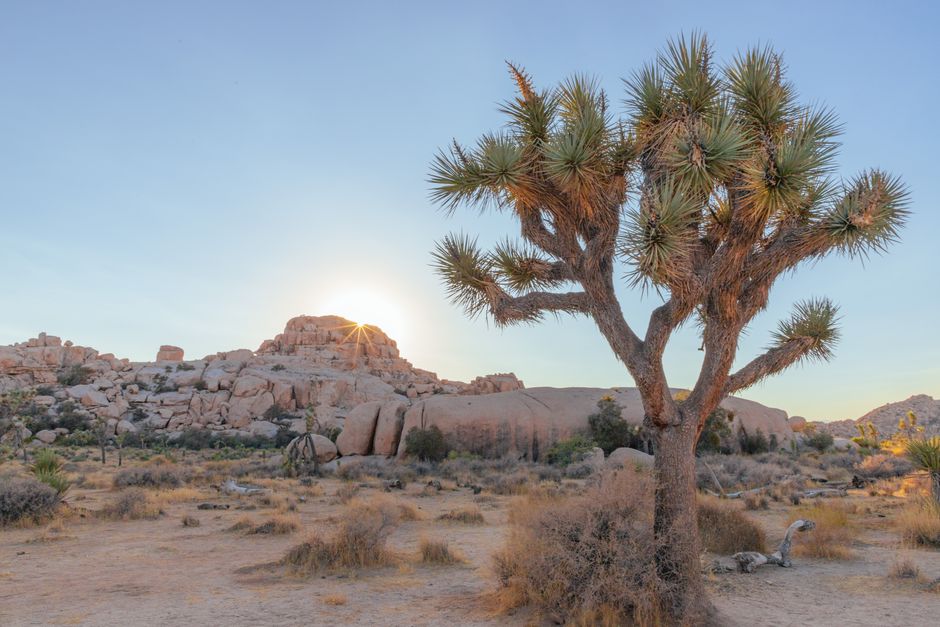 Joshua Tree Sunrise with a short walking route — travel · USA Travel
