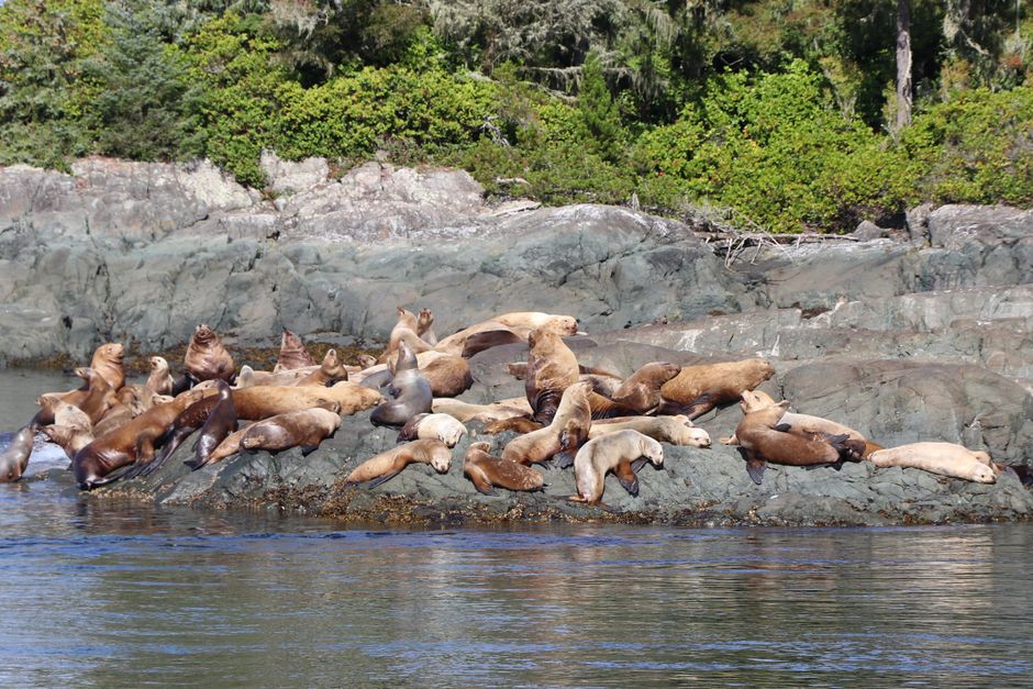 Wildlife Viewing Pullout for a flexible itinerary — travel · National Parks