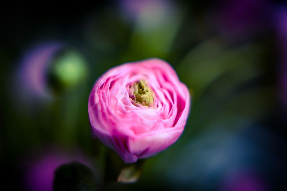 Ranunculus in a painted tin