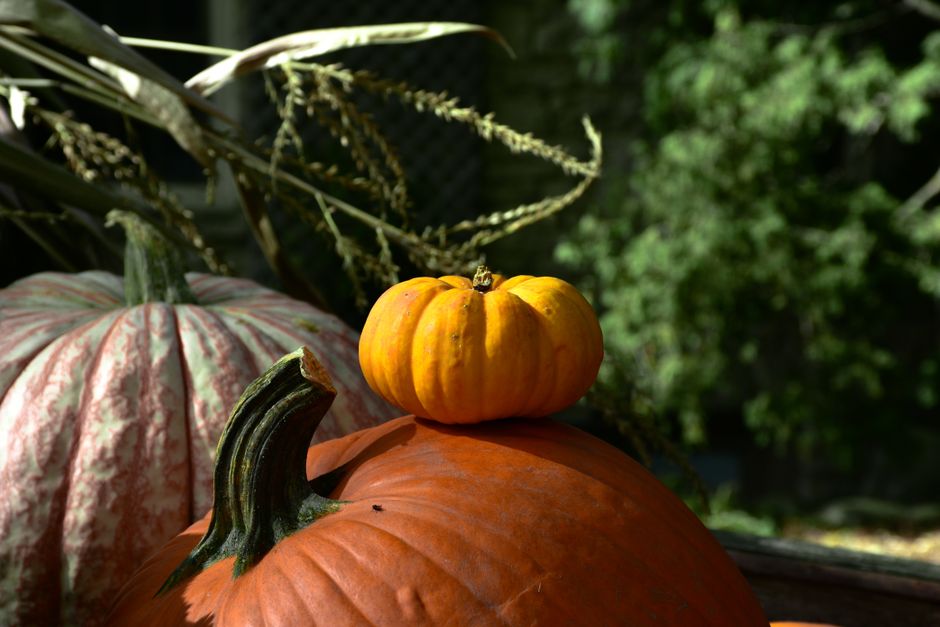 Pumpkin Doorway around a quiet morning celebration — celebrations · Halloween
