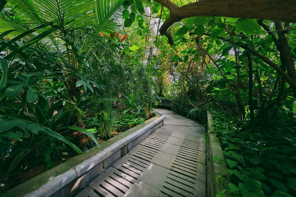 Botanical Garden Path with a soothing soundscape — wellness · Walking & Outdoor