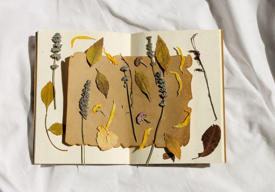 Pressed-Flower Frame with a layered-paper effect — diy-creativity · Crafts
