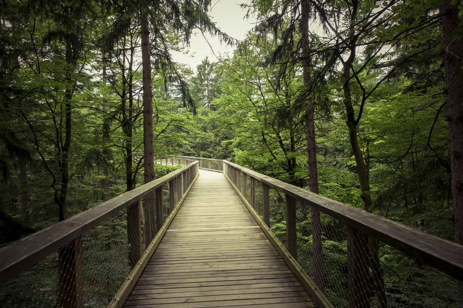 Forest Boardwalk with a flexible return route — travel · Weekend Getaways