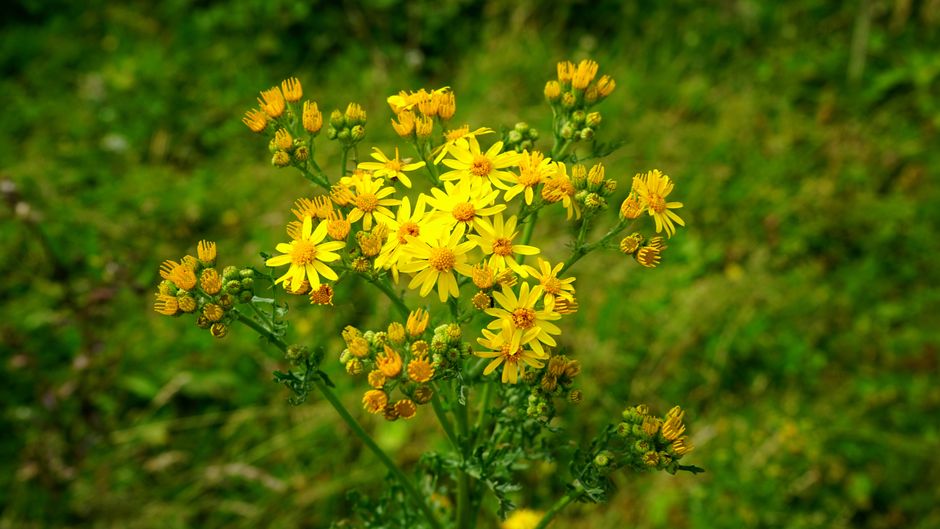 24 Meadow Wildflowers ideas for travelers who hate rushing