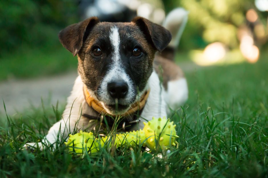 Pet-Play Break for a beginner routine — wellness · Feel-Good Activities