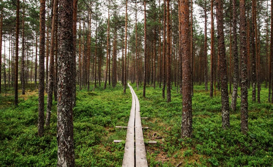 Forest Boardwalk after a social event after a social event — wellness · Walking & Outdoor