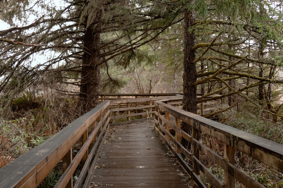 Forest Boardwalk for a beginner routine — wellness · Walking & Outdoor