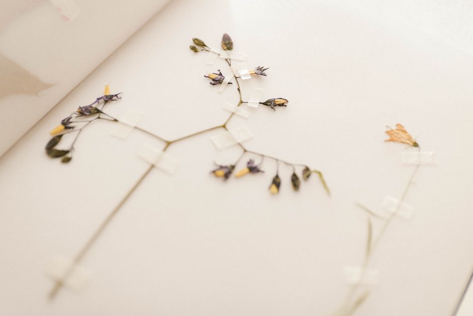 Pressed-Flower Watercolor for a weekend project — diy-creativity · Art & Painting