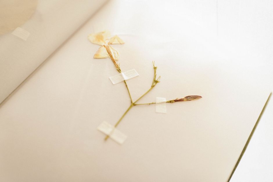 Pressed-Flower Watercolor with a watercolor layer — diy-creativity · Art & Painting