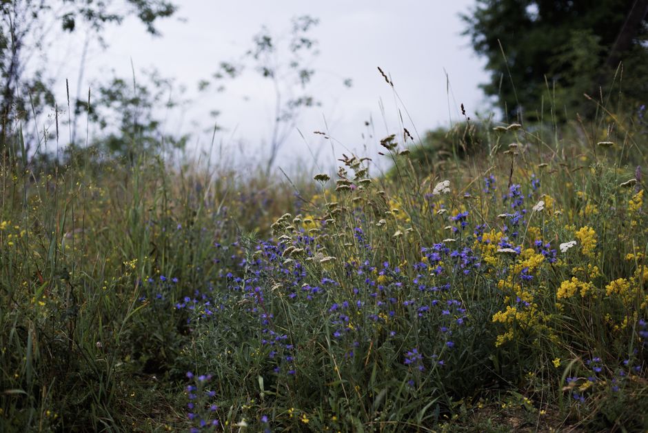 Meadow Wildflowers around a memorable local meal — travel · National Parks