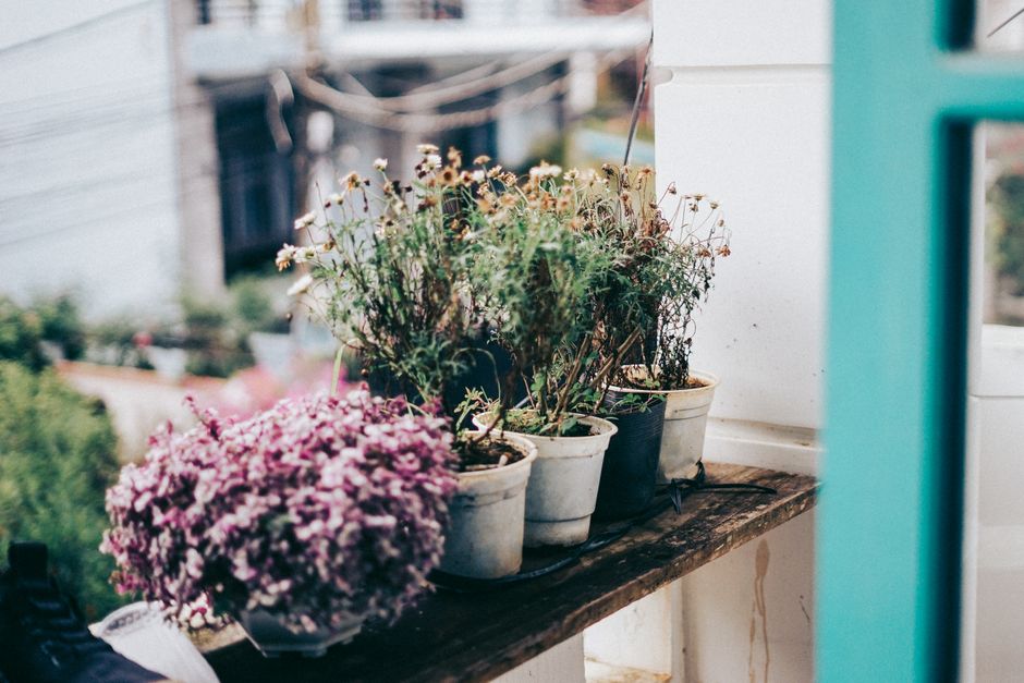 Container Garden with one sculptural accent — home · Garden & Outdoor