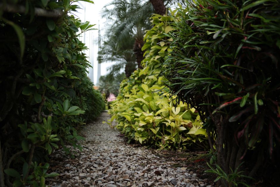 Botanical Garden Path for a peaceful lunch break — wellness · Walking & Outdoor