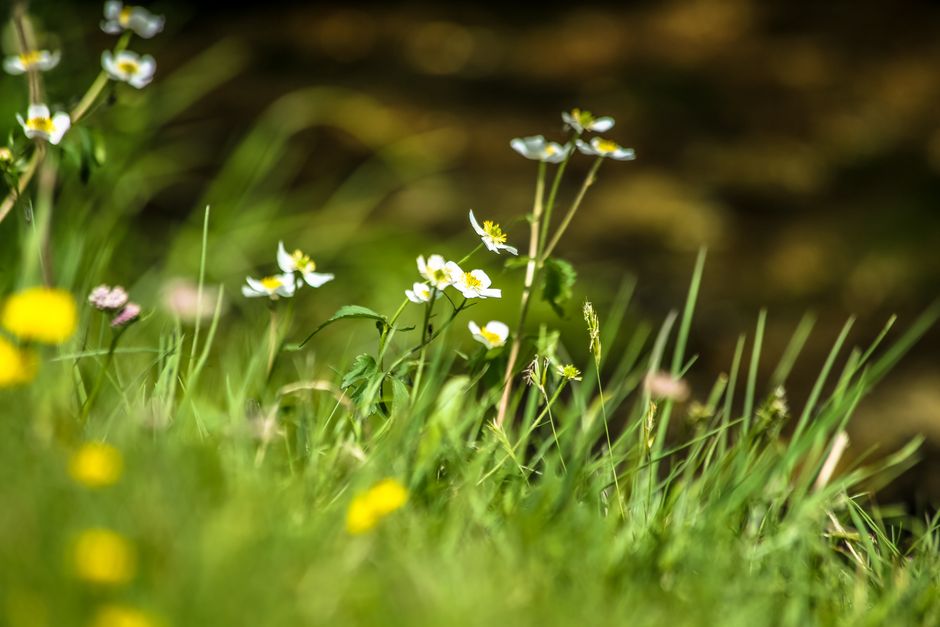 Meadow Wildflowers with a small-town detour — travel · National Parks