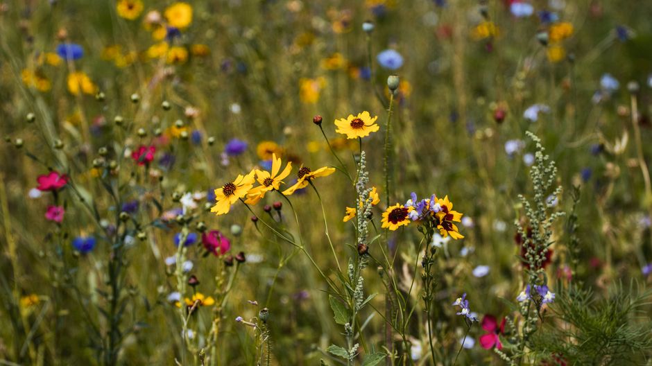 Meadow Wildflowers around a bookstore visit — travel · National Parks