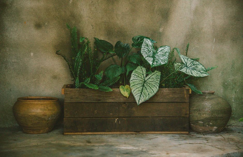 Tin-Can Planter — tin planter everyday for a thoughtful gift — diy-creativity · Upcycling