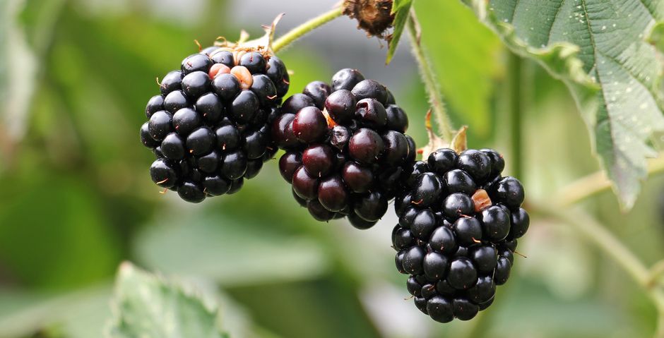 Blackberry Sage Cooler for spritz refreshing reset — food · Drinks