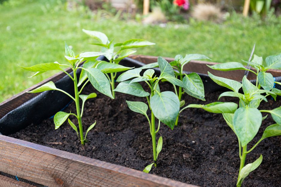 Raised Bed with removable updates — home · Garden & Outdoor