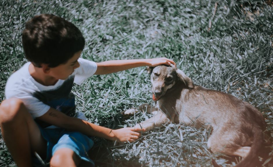 Pet-Play Break for a peaceful lunch break — wellness · Feel-Good Activities