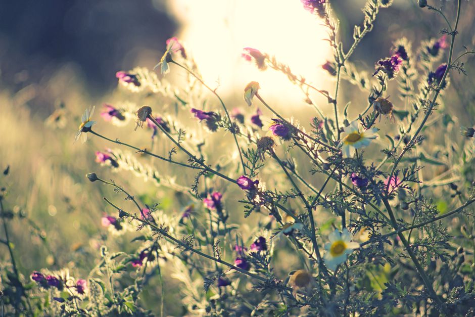 Meadow Wildflowers with a relaxed coffee stop — travel · National Parks