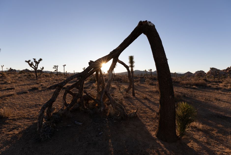 21 Joshua Tree Sunrise ideas for travelers who hate rushing