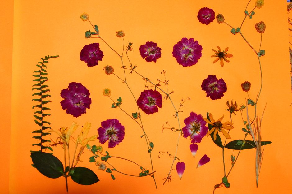 Pressed-Flower Watercolor for learning new technique — diy-creativity · Art & Painting