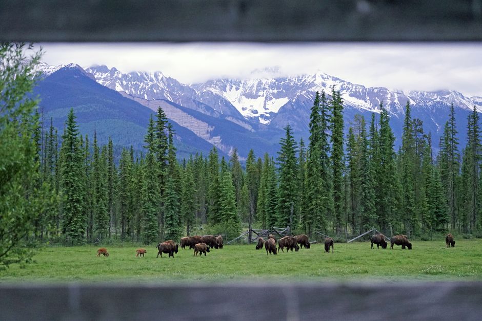 Wildlife Viewing Pullout with a sunset picnic — travel · National Parks