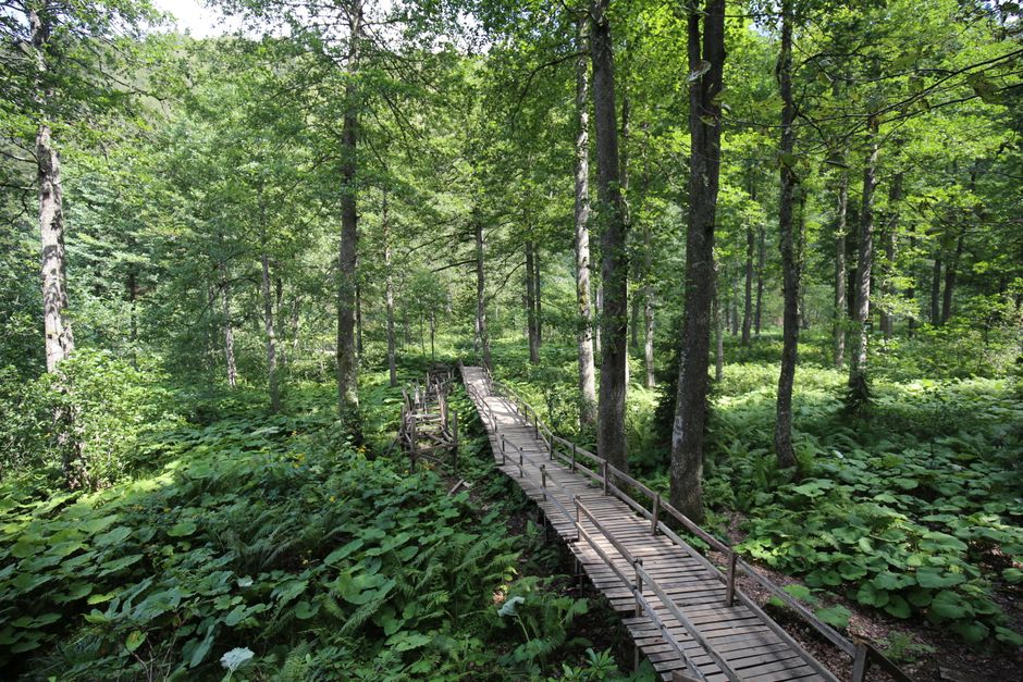 Forest Boardwalk with a local-only flavor — travel · Weekend Getaways