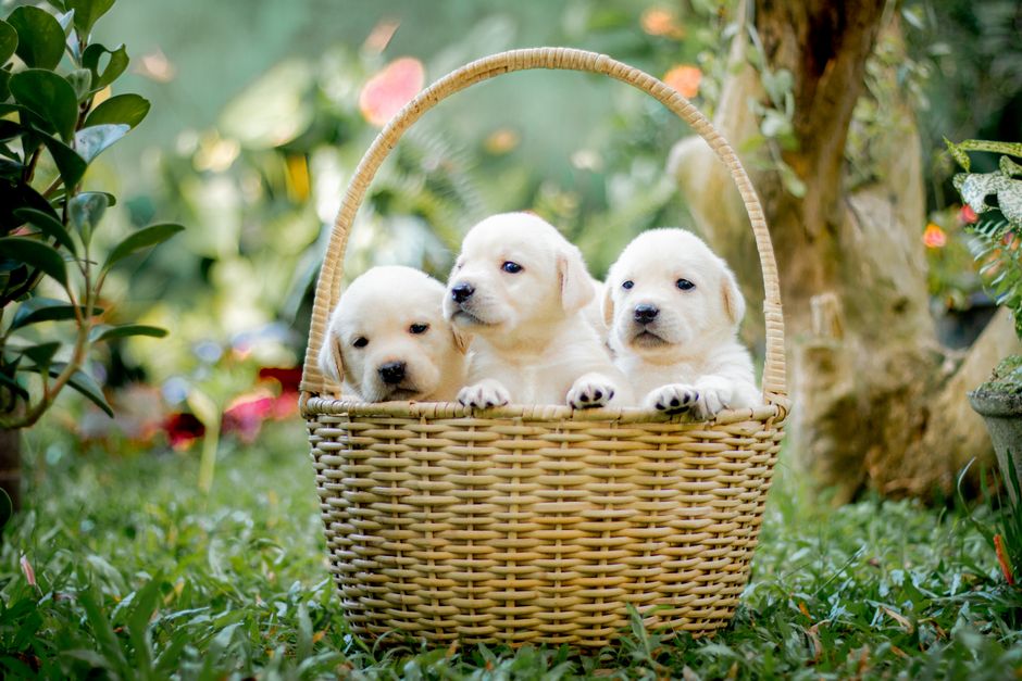 Pet basket for the family dog
