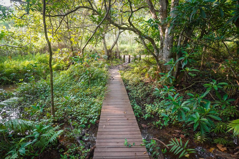 Forest Boardwalk for a fresh-start Monday — wellness · Walking & Outdoor