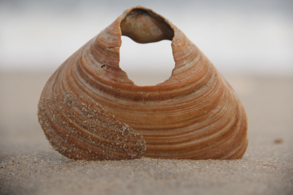 Shell Photography near a memorable viewpoint — travel · Beach Vacations