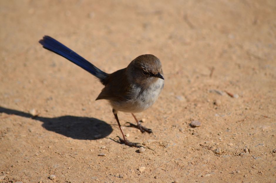 Birdwatching Walk around a favorite hobby — lifestyle · Hobbies