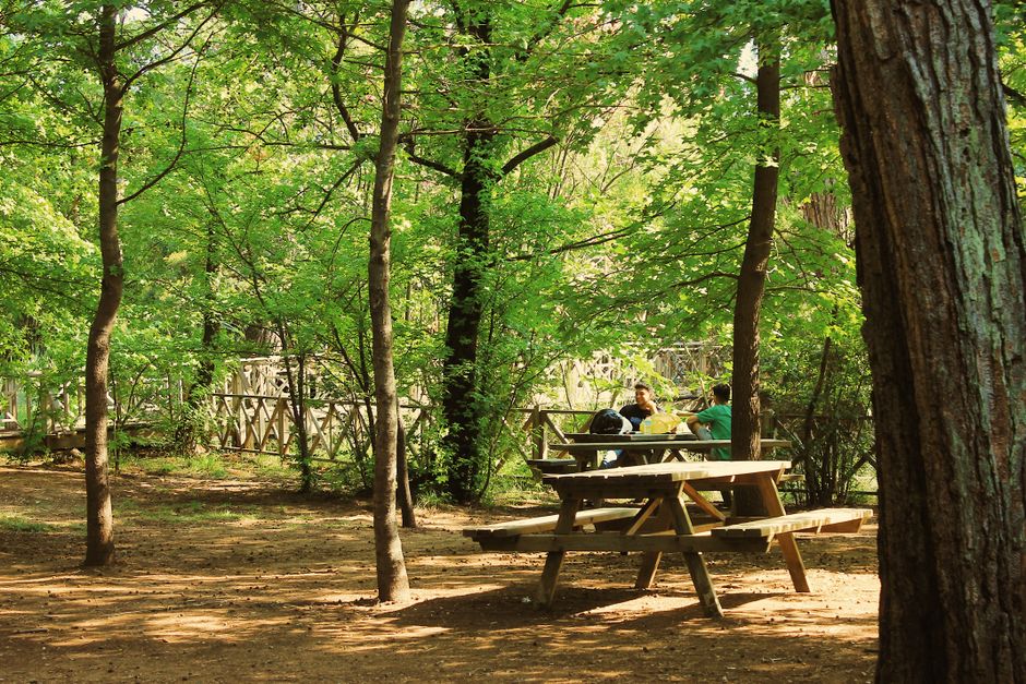 Park Picnic with a friend nearby — lifestyle · Dating