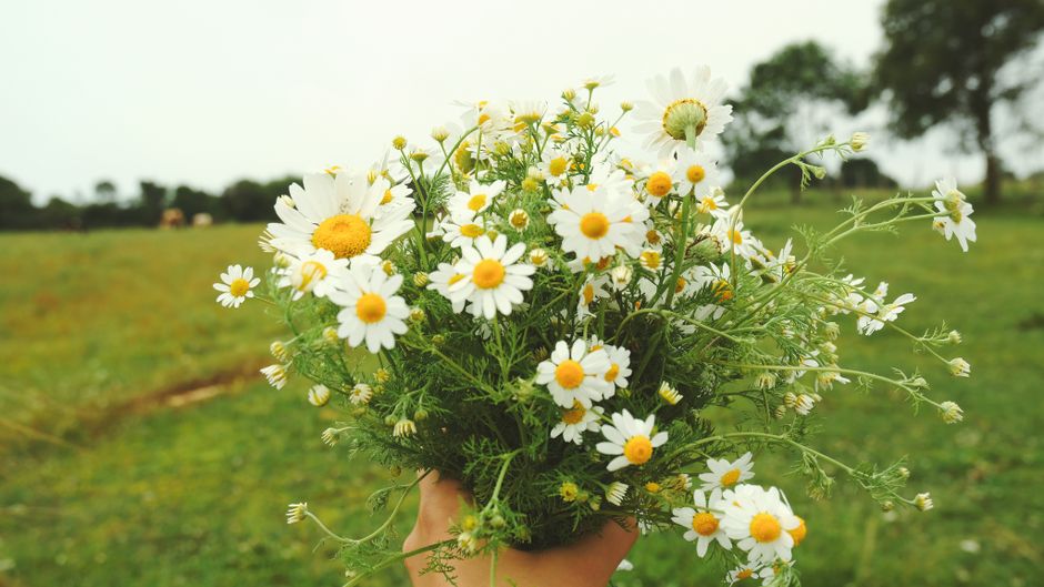 Hand-tied wildflower posy