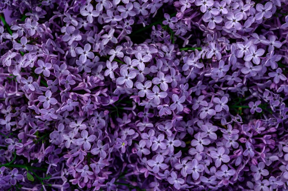 Lilac sprigs in tiny bottles