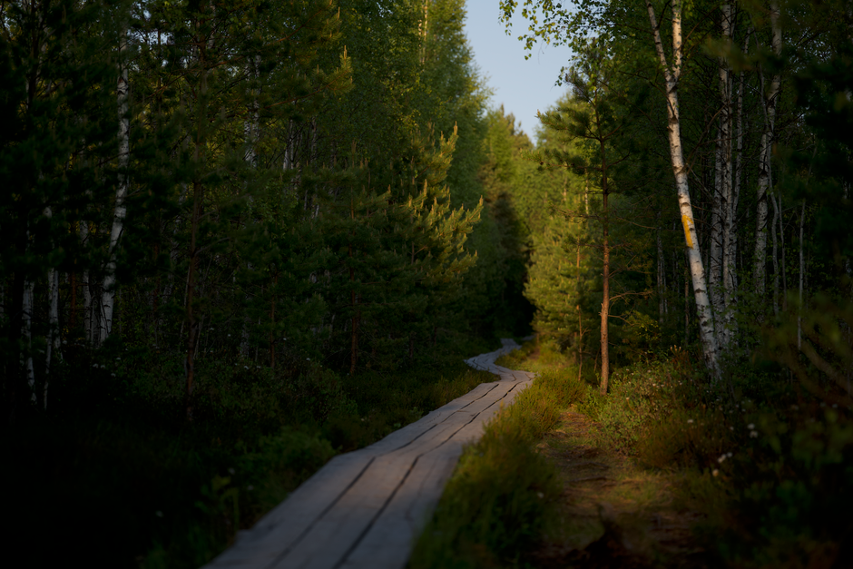 Forest Boardwalk with a simple walking loop — wellness · Walking & Outdoor