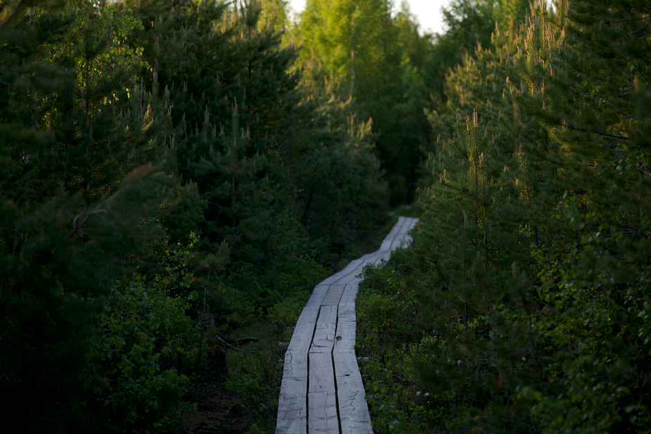 Forest Boardwalk at sunrise — travel · Weekend Getaways