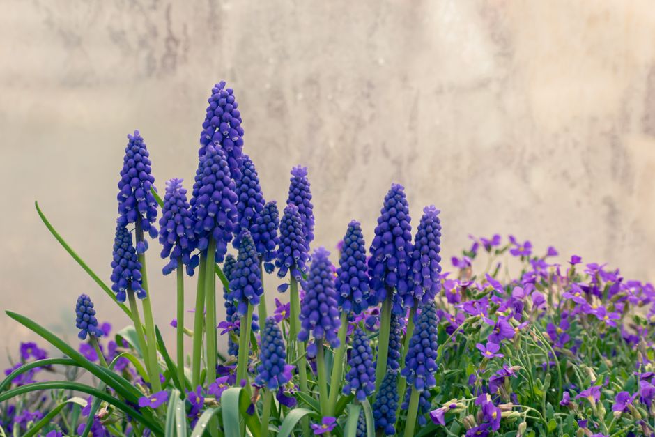 Hyacinth bulbs in glass