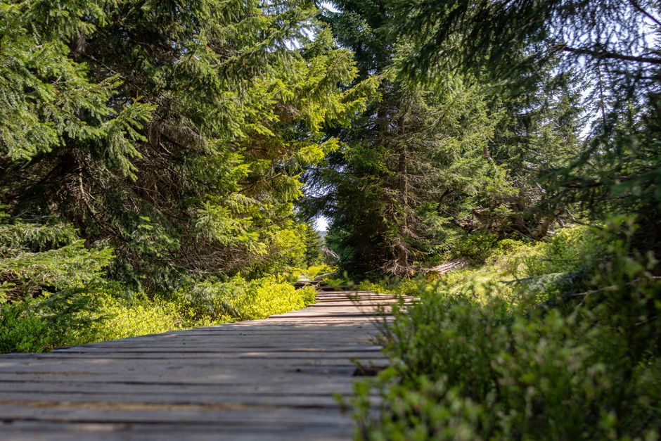 Forest Boardwalk around a neighborhood market — travel · Weekend Getaways