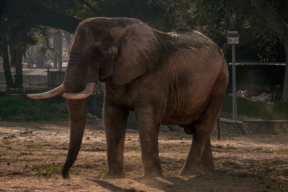 27 Zoo Morning ideas for outdoor lovers