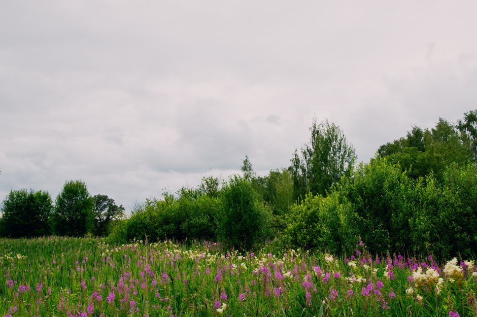 Meadow Wildflowers near a quiet beach access — travel · National Parks