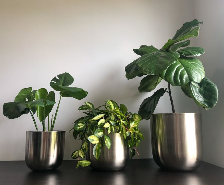 Tin-Can Planter for a thoughtful gift — diy-creativity · Upcycling