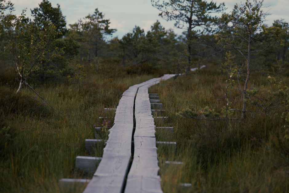 Forest Boardwalk near a quiet beach access — travel · Weekend Getaways