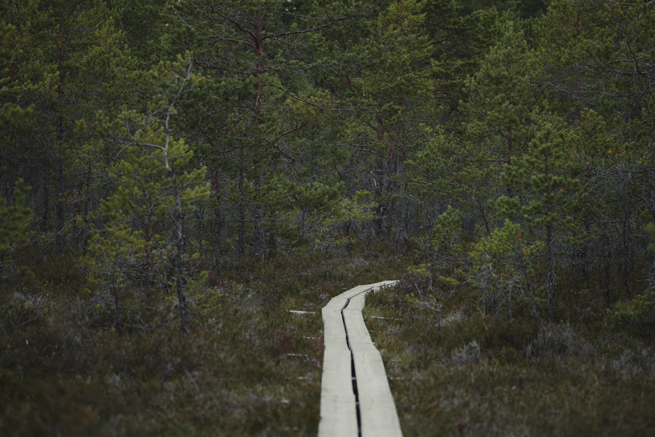 Forest Boardwalk with a gratitude prompt — wellness · Walking & Outdoor