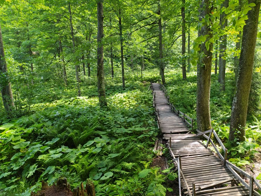 Forest Boardwalk with a soothing soundscape — wellness · Walking & Outdoor