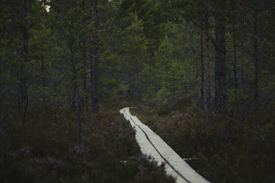 Forest Boardwalk for a restorative Sunday — wellness · Walking & Outdoor